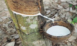 天然橡膠行業(yè)現(xiàn)狀和前景如何 天然橡膠行業(yè)分析2022