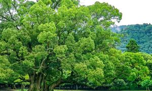 廣西林木行業(yè)市場(chǎng)發(fā)展環(huán)境與投資趨勢(shì)分析