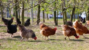 2022年我國(guó)禽飼料行業(yè)產(chǎn)量數(shù)據(jù) 禽畜飼料發(fā)趨勢(shì)預(yù)測(cè)分析