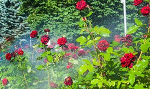 中國(guó)智能花卉行業(yè)種植現(xiàn)狀 智能花卉行業(yè)投資規(guī)劃研究