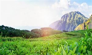 冬種茶葉正當(dāng)時(shí) 中國(guó)茶葉行業(yè)市場(chǎng)分析?