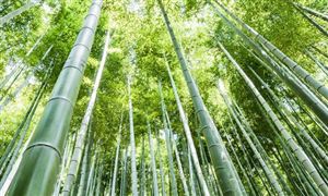 竹子產業(yè)發(fā)展前景十分廣闊 竹子資源應用現(xiàn)狀分析