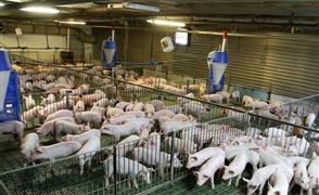 豬飼料行業(yè)發(fā)展現(xiàn)狀分析2022 豬飼料行業(yè)市場(chǎng)深度分析