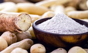每日行業(yè)分析 我國木薯產業(yè)發(fā)展現狀分析報告