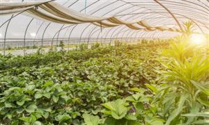 無融合生殖雜交稻遺傳穩(wěn)定性證實(shí) 水稻種植行業(yè)庫(kù)存壓力仍然存在