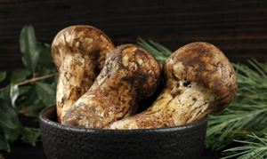 松茸行業(yè)市場(chǎng)深度分析 中國(guó)松茸出口現(xiàn)狀及產(chǎn)業(yè)鏈分析