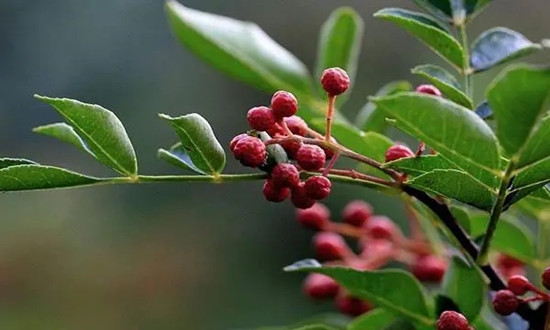 花椒油行業(yè)市場發(fā)展預測 2025年花椒油市場規(guī)模將達到 350 億元以上