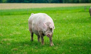 綜合施策助力生物飼料產(chǎn)業(yè)發(fā)展 生物飼料前景光明 生物飼料行業(yè)深度分析報告2023