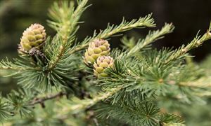 松節(jié)油行業(yè)市場運行態(tài)勢 松節(jié)油行業(yè)未來形勢發(fā)展