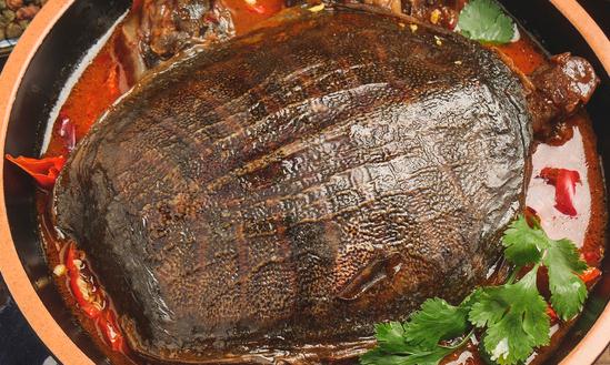 2023-2028年甲魚養(yǎng)殖行業(yè)發(fā)展趨勢及前景分析