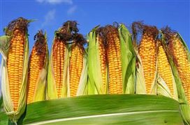 2023年中央一號文件政策出臺 加快轉基因生物育種商業(yè)化步伐