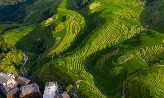 中國特色農(nóng)業(yè)旅游行業(yè)消費(fèi)現(xiàn)狀 特色農(nóng)業(yè)旅游行業(yè)發(fā)展趨勢預(yù)測