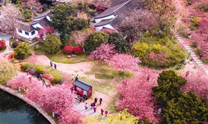 2-3月賞花類度假產(chǎn)品預(yù)訂量同比暴增880% 多個(gè)賞花目的地啟動春日旅游活動