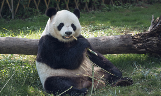 動物園行業(yè)市場運行現(xiàn)狀 動物園行業(yè)發(fā)展規(guī)劃趨勢2023