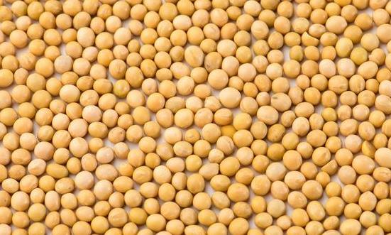 大豆深加工行業(yè)發(fā)展趨勢(shì) 大豆深加工行業(yè)深度分析及投資戰(zhàn)略研究2023