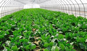 蔬菜種植行業(yè)市場(chǎng)發(fā)展機(jī)遇 蔬菜種植行業(yè)發(fā)展前景及投資分析2023