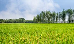 綜合農(nóng)業(yè)行業(yè)運(yùn)行現(xiàn)狀及未來發(fā)展規(guī)劃