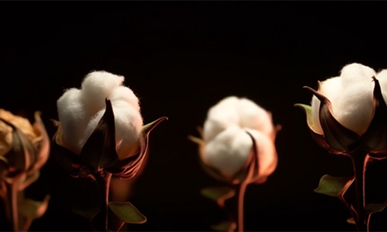 中國棉紡織行業(yè)再生纖維素纖維應用情況調(diào)研分析