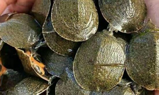 甲魚養(yǎng)殖行業(yè)發(fā)展機遇 甲魚養(yǎng)殖行業(yè)發(fā)展前景投資分析