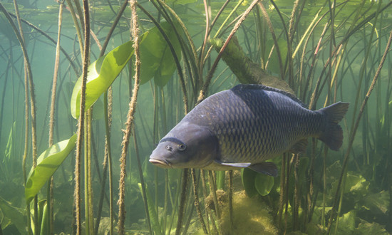 我國淡水魚類約有800余種 養(yǎng)殖淡水魚行業(yè)市場趨勢