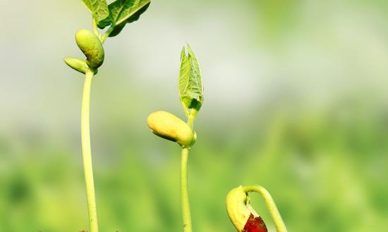農(nóng)用微生物發(fā)酵市場(chǎng)預(yù)測(cè) 農(nóng)用微生物發(fā)酵行業(yè)前瞻及投資分析2023