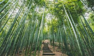 2023竹業(yè)市場(chǎng)未來(lái)發(fā)展趨勢(shì)及前景預(yù)測(cè)
