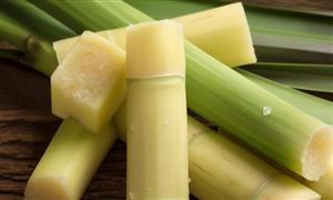 甘蔗行業(yè)發(fā)展趨勢及現(xiàn)狀分析2023