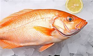 水產(chǎn)品批發(fā)市場(chǎng)數(shù)據(jù)監(jiān)測(cè) 水產(chǎn)品批發(fā)行業(yè)未來發(fā)展展望