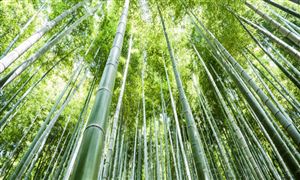 賣竹子也能實(shí)現(xiàn)一個(gè)億的小目標(biāo)　2023竹子行業(yè)發(fā)展趨勢(shì)及市場現(xiàn)狀分析