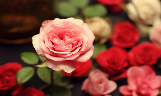 玫瑰花行業(yè)市場消費(fèi)現(xiàn)狀 玫瑰花行業(yè)發(fā)展前景分析