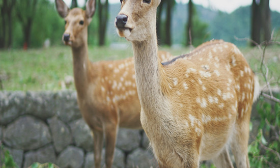 動物園行業(yè)發(fā)展現(xiàn)狀分析：傳統(tǒng)動物園如何盈利，吸引游客?