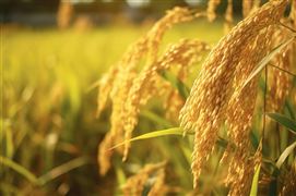 縣域商業(yè)三年行動計劃發(fā)布 中國縣域經(jīng)濟行業(yè)深度分析