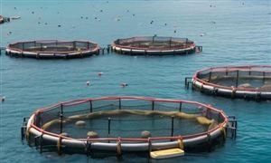海洋牧場對(duì)海洋環(huán)境更加友好 海洋牧場行業(yè)建設(shè)規(guī)模分析