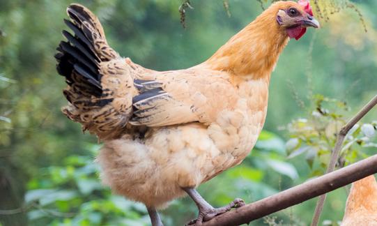 2023年家禽飼養(yǎng)行業(yè)發(fā)展現(xiàn)狀分析：行業(yè)產(chǎn)業(yè)結(jié)構(gòu)升級 粗放式散戶將淘汰出局