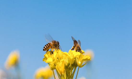 蜜蜂養(yǎng)殖行業(yè)發(fā)展機(jī)遇分析：農(nóng)村養(yǎng)殖蜜蜂真的那么賺錢嗎?