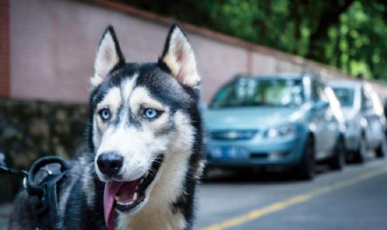 2023年狂犬疫苗行業(yè)市場深度調(diào)研 兩部門印發(fā)狂犬病暴露預(yù)防處置工作規(guī)范