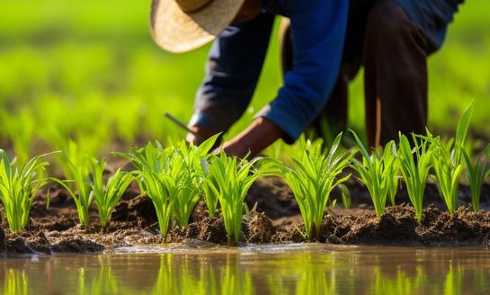 我國香椿種植面積逐年擴大，產量和產值穩(wěn)步提升 2023年香椿種植行業(yè)市場發(fā)展現狀