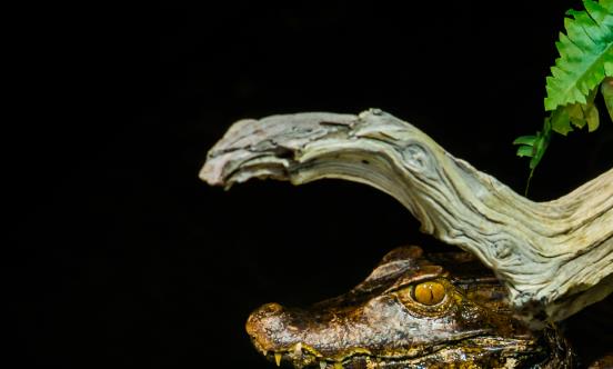 鱷魚養(yǎng)殖經(jīng)濟價值較高 中國鱷魚養(yǎng)殖行業(yè)市場價格及規(guī)模分析