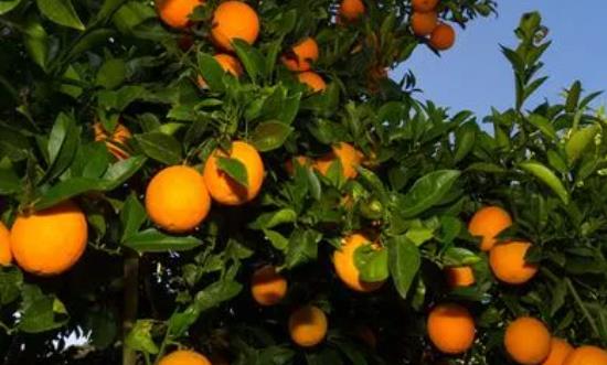 果樹行業(yè)深度分析：消費升級、需求多樣、營養(yǎng)追求催生水果業(yè)萬億元市場