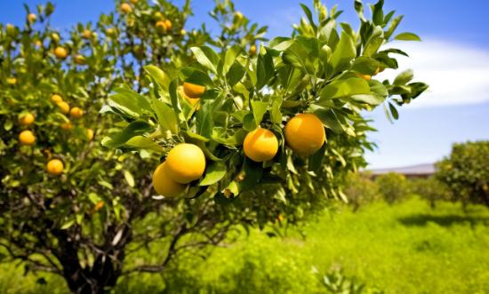 水果種植行業(yè)深度分析及進(jìn)出口市場(chǎng)分析2023
