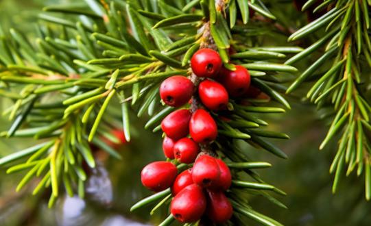 我國(guó)紅豆杉行業(yè)種植面積將達(dá)到54.15萬畝 2023年中國(guó)紅豆杉市場(chǎng)發(fā)展現(xiàn)狀分析