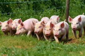 山東省肉蛋奶可滿足1.5億人消費(fèi)需求 2023中國(guó)肉類消費(fèi)結(jié)構(gòu)發(fā)生變化