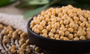 大豆種植行業(yè)發(fā)展現(xiàn)狀：2023年大豆面積穩(wěn)中有增 穩(wěn)定在1.5億畝以上