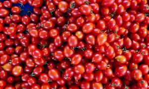 新疆番茄產(chǎn)業(yè)集群競爭優(yōu)勢 2023番茄醬行業(yè)發(fā)展現(xiàn)狀及前景投資