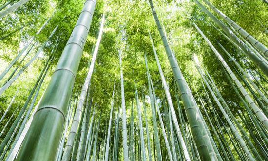 竹子行業(yè)發(fā)展前景：到2035年中國(guó)竹產(chǎn)業(yè)總產(chǎn)值將超過(guò)1萬(wàn)億元
