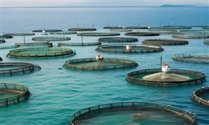 海洋漁業(yè)市場(chǎng)深度調(diào)研及未來(lái)發(fā)展機(jī)遇分析
