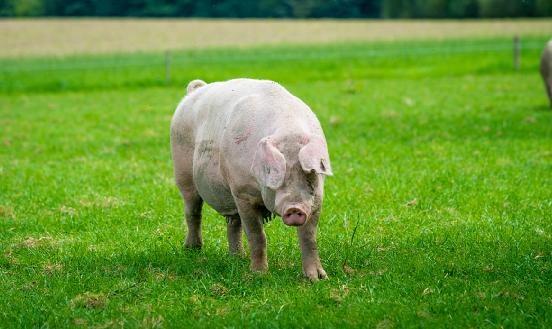 生物飼料行業(yè)報(bào)告 生物飼料產(chǎn)業(yè)發(fā)展深度調(diào)研