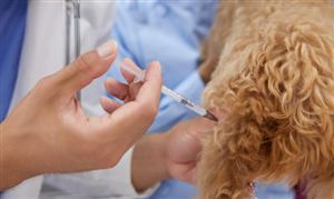 動物疫苗行業(yè)深度分析 動物疫苗行業(yè)利潤率特征分析2023