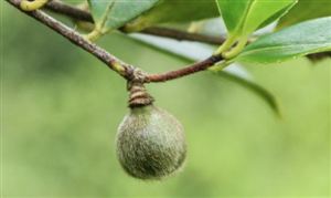 油茶行業(yè)發(fā)展及變化趨勢(shì)：確保到2025年全國(guó)油茶種植面積達(dá)到9000萬(wàn)畝以上