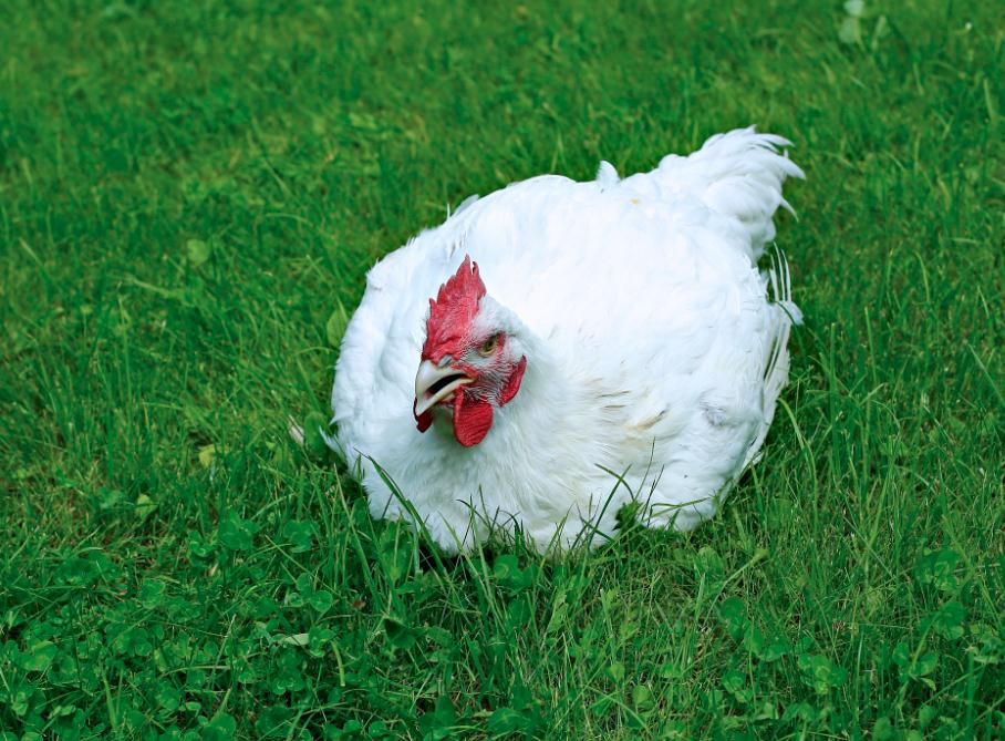 2023全國家畜飼料企業(yè)集團經營形勢